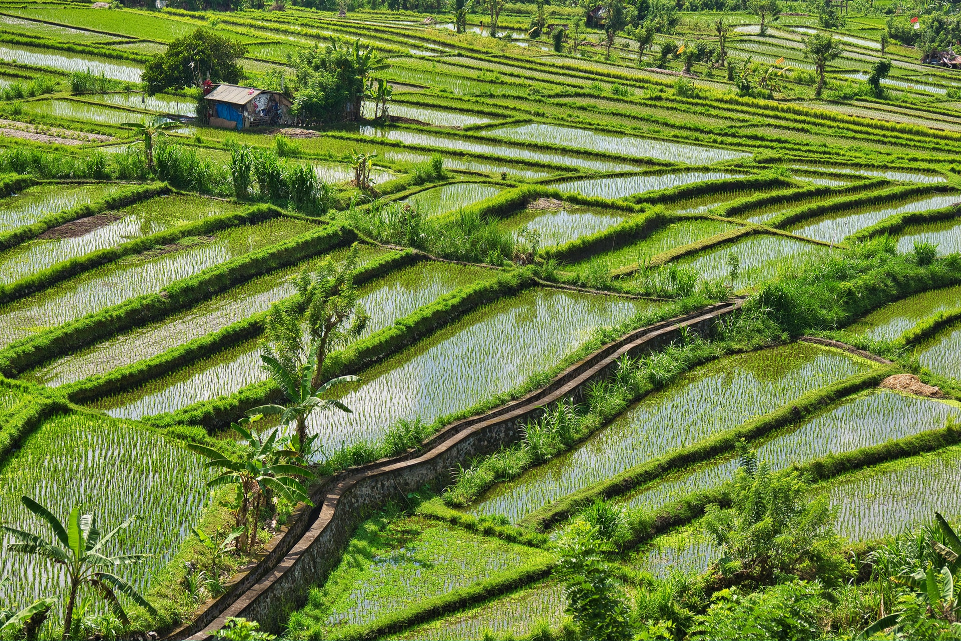 Green Rice Field - Global Emerging Markets Outlook - A Focus on Valuation