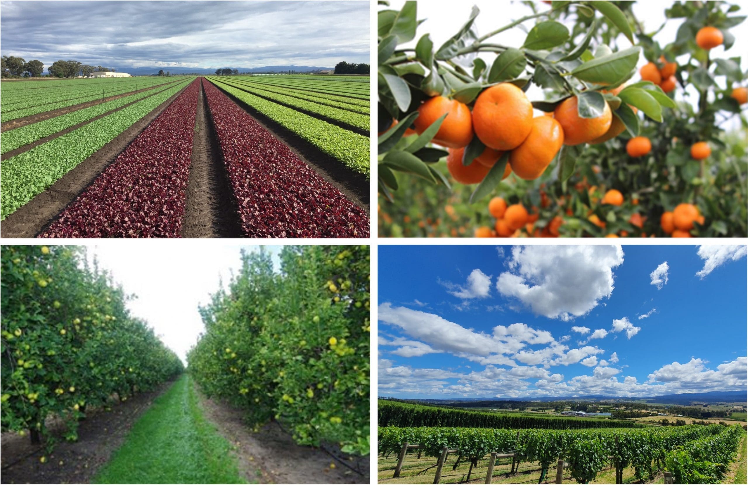 Four images relating to key target assets for the Warakirri Diversified Agriculture Fund