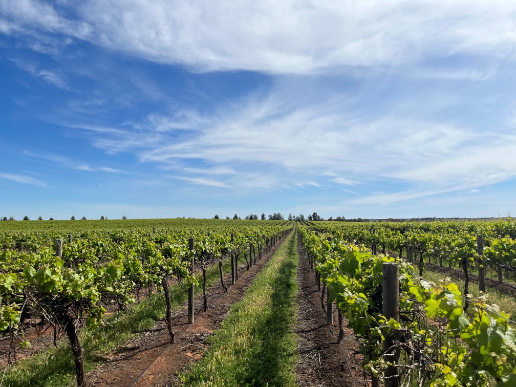 Pictured is Coldridge Vineyard in South Austalia, an investment in the Warakirri Farmland Fund.