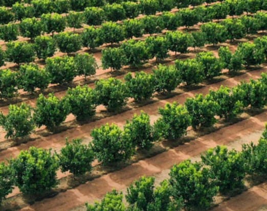 Warakirri Diversified Agriculture Fund - Citrus Banner